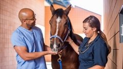 Doctors helping to care for equestrian life