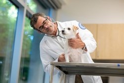 Veterinarian examining small dog.