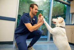 Dog being examined by vet