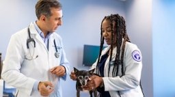 Doctors running checkup on a dog