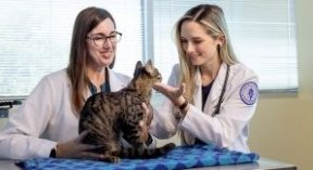 two vets examining a cat