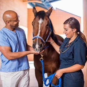 Doctors taking care of a horse