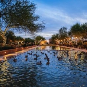 evening campus of pond with ducks