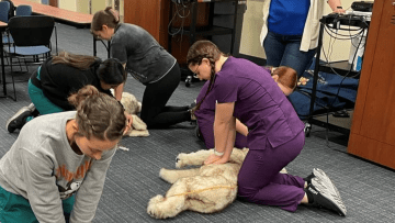 Veterinary medicine students practice CPR on dog manikins.