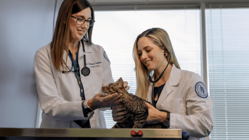 Faculty and student caring for cat