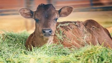 Basil the new calf in the grass.