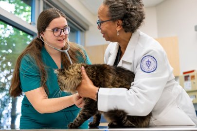 Student and clnical professor examine a cat