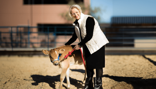 Dr. Goeppinger holding a leash to a calf.