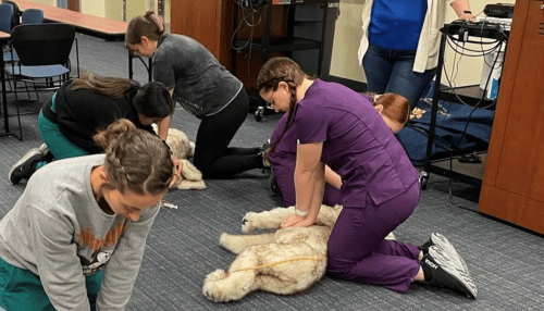 Veterinary medicine students practice CPR on dog manikins.