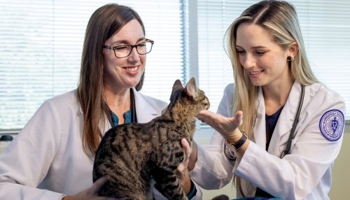 Veterinarian and student doctor examine a cat.