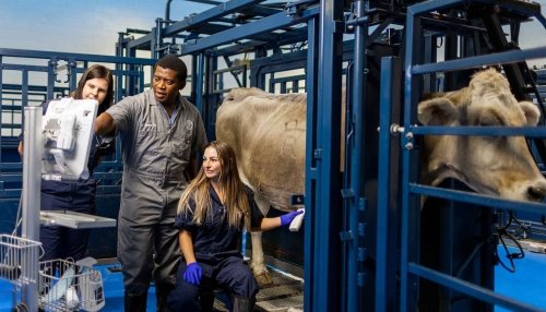 Student examining cow while professor and another student observe