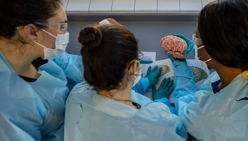 Three students studying a human brain model