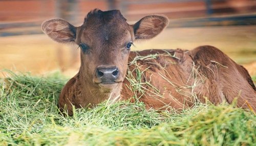 Basil the new calf in the grass.