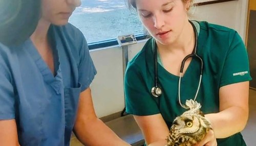 Vet student examining owl.