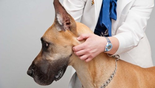 Veterinarian Checking On Canine