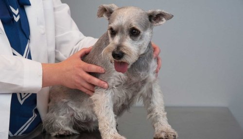 Dog Being Checked on By A Doctor