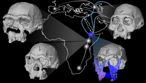 Fossil fragments of a face as well as teeth were reassembled to produce the most complete cranium of a human ancestor from this time in the Horn of Africa.