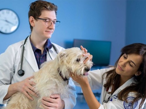 Veterinary Medicine student examines white dog