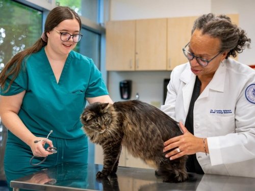 Vet and student examining a cat