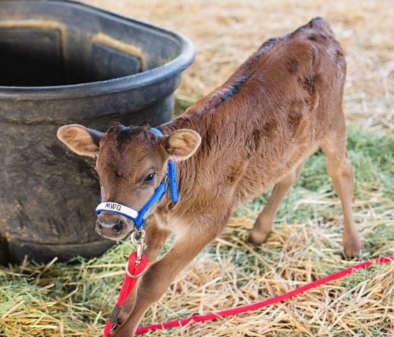 Calf at Large Animal Clinic