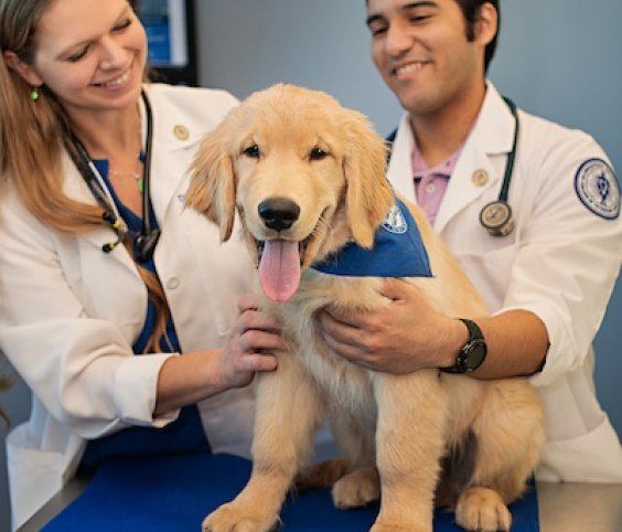 two vets examining dog