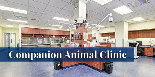 Companion Animal Clinic