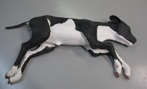 Dystocia Calf Model