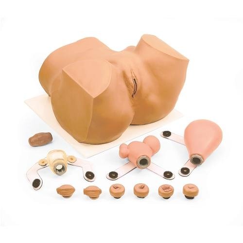 Female Pelvis Trainer