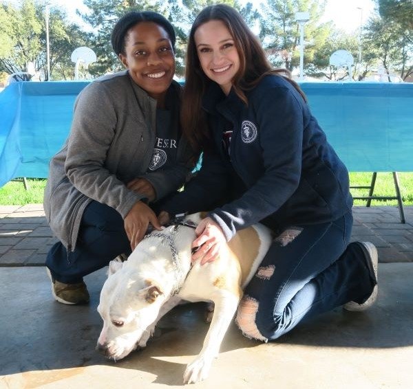 Veterinary student bond with dogs.