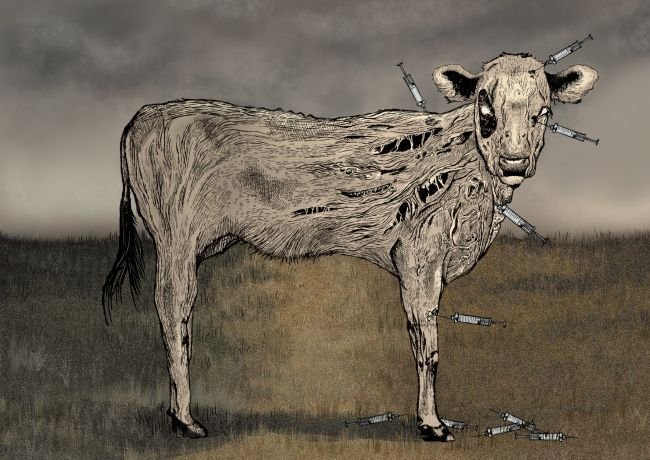 Artisit rending of cow getting injections